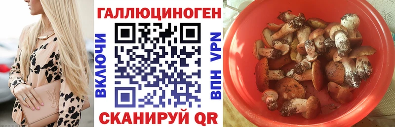 Купить  Кулебаки  Псилоцибиновые грибы мицелий 